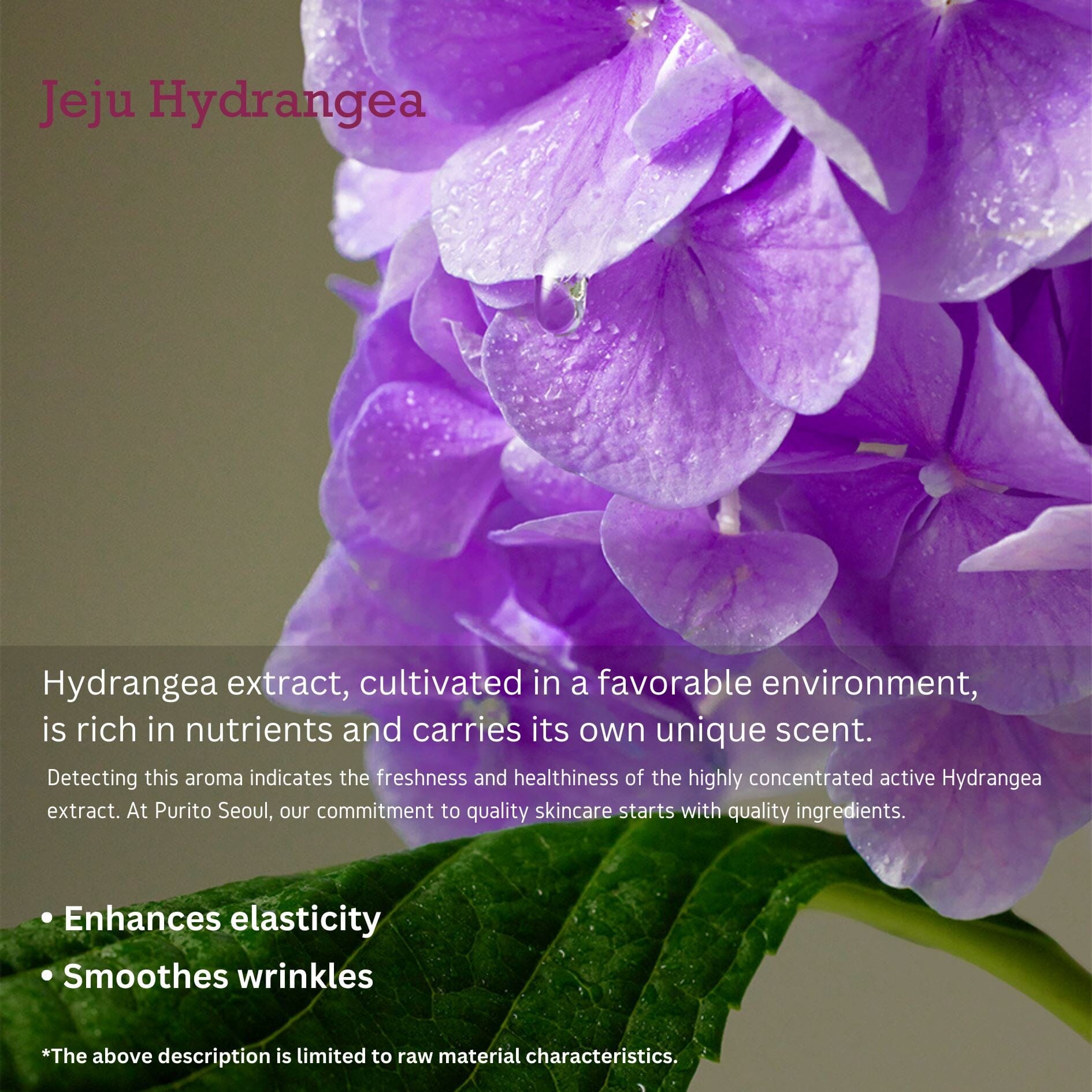 PURITO SEOUL Timeless Bloom Bakuchiol Serum 30ml, at Orion Beauty. PURITO Official Sole Authorized Retailer in Sri Lanka!