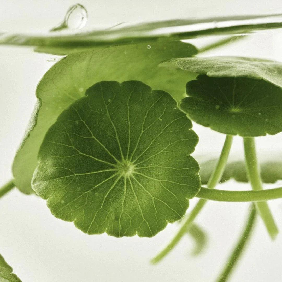 Beauty of Joseon Light On Serum : Centella + Vita C 30ml - Orion Beauty